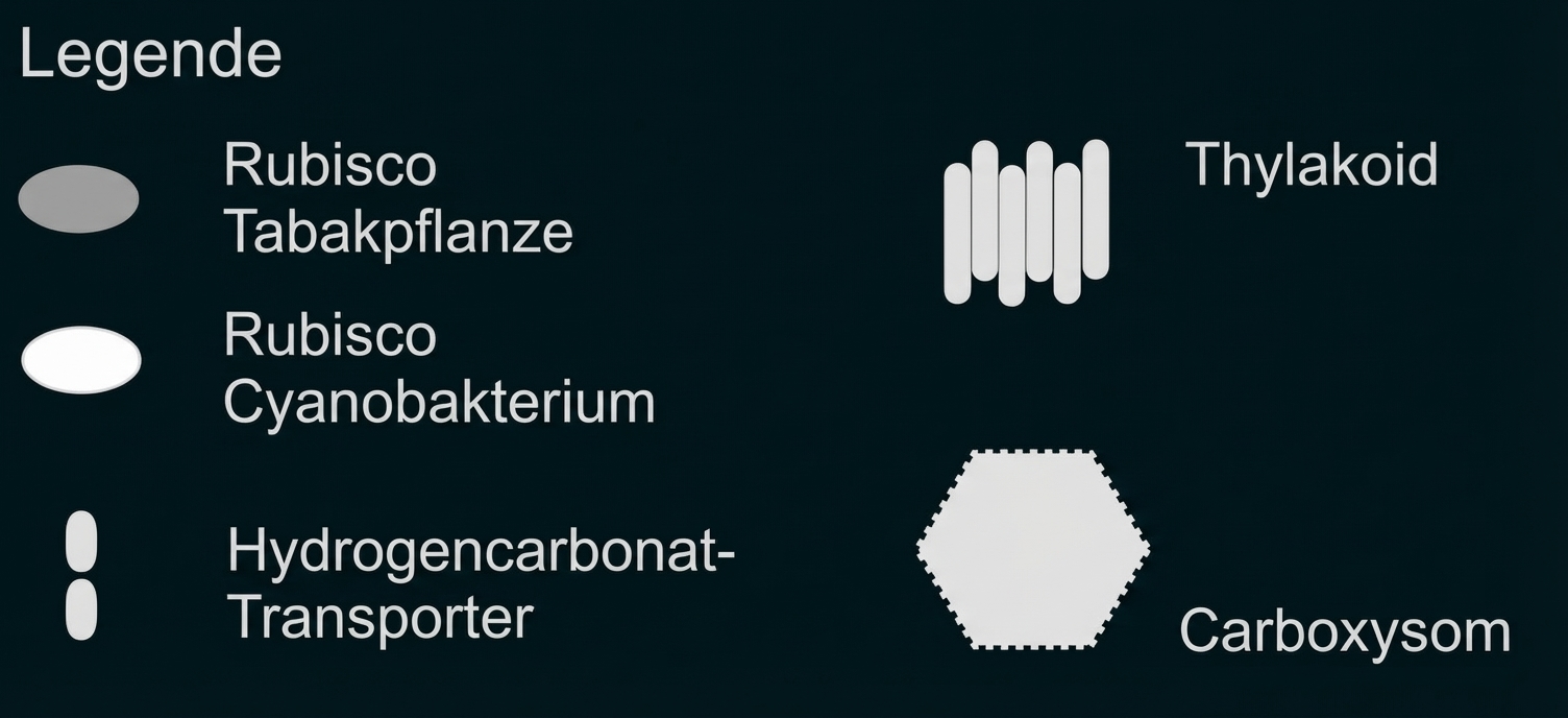 Legende: Symbole für Rubisco (Tabakpflanze, Cyanobakterium), Hydrogencarbonat-Transporter, Thylakoid und Carboxysom.